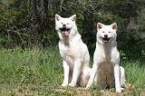 AKITA INU 423